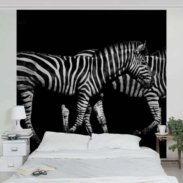 Fototapete - Zebra vor Schwarz