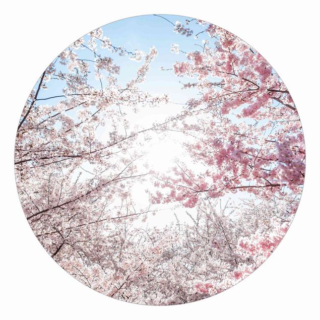 Runde Tapete selbstklebend - Zwischen Kirschblütenzweigen